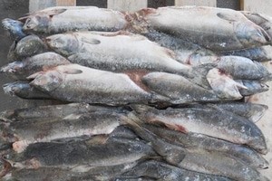 СМИ: тюремщики купили червивую рыбу у СБУшника времен Януковича